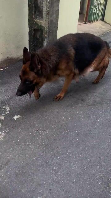 Chó Becgie cái 5 tuổi. Mua bán Chó tại Huyện Bình Xuyên Vĩnh Phúc được đăng bởi Ngọc Xuyên hình 1