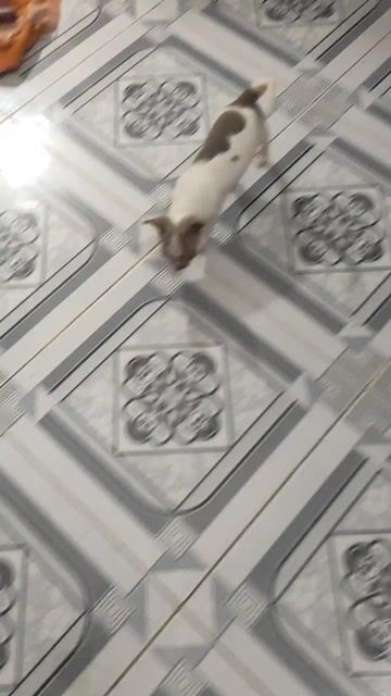 Chó chihuahua đực trắng xám. Mua bán Chó tại Quận Bình Thạnh Tp Hồ Chí Minh được đăng bởi Lỳ hình 1