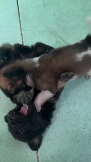 Chó Nhật con nhiều màu. Mua bán Chó tại Huyện Nhà Bè Tp Hồ Chí Minh được đăng bởi Ngọc Hiền hình 1