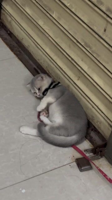 Mèo Blue Golden tai cụp cái 4 tháng. Mua bán Mèo tại Thành phố Mỹ Tho Tiền Giang được đăng bởi Trí hình 1