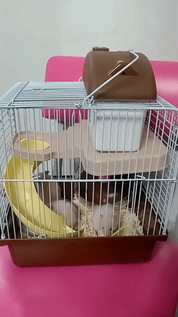 Chuột Hamster Trắng Hiền lành, dễ nuôi. Mua bán Thú cưng khác tại Thành phố Thủ Đức Tp Hồ Chí Minh được đăng bởi Thanh Tam hình 1