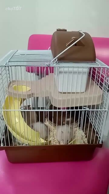 Chuột Hamster Trắng Hiền lành, dễ nuôi. Mua bán Thú cưng khác tại Thành phố Thủ Đức Tp Hồ Chí Minh được đăng bởi Thanh Tam hình 1