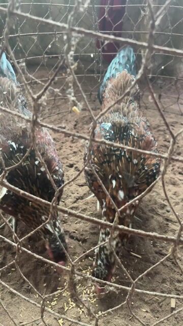 Gà Xanh bông Cái 1.9kg. Mua bán Gà tại Quận Ninh Kiều Cần Thơ được đăng bởi Gà đá pe ru Cái Tắc HG hình 1