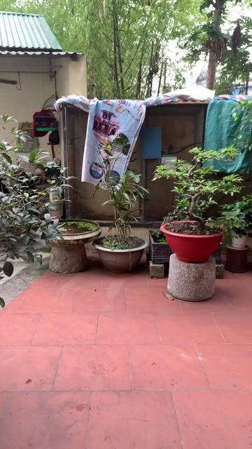 Chim bồ câu Thổ pha cặp bố mẹ. Mua bán Chim tại Huyện Quốc Oai Hà Nội được đăng bởi duc anh hình 1