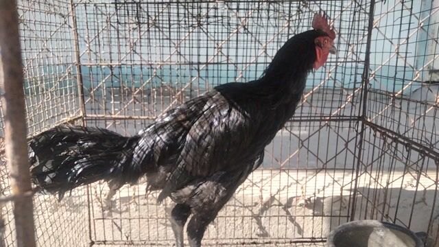 Gà Peru tơ zin như hình 4thang mấy. Mua bán Gà tại Huyện Trảng Bàng Tây Ninh được đăng bởi Lữ Đồng Tân Cô Đơn  hình 1