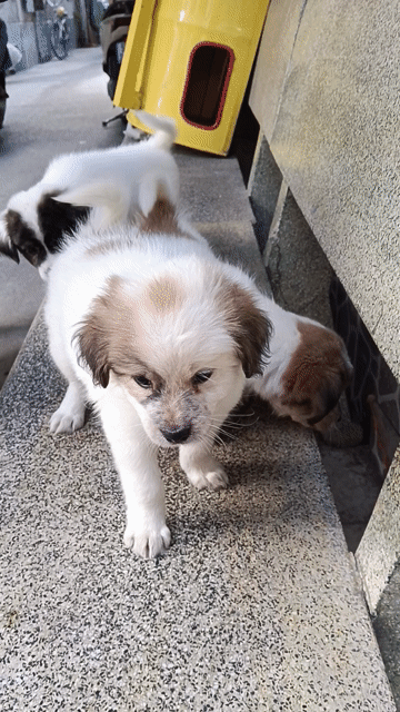 Chó Bắc Kinh lai Nhật đực. Mua bán Chó tại Quận Gò Vấp Tp Hồ Chí Minh được đăng bởi Duyên Nguyễn hình 1
