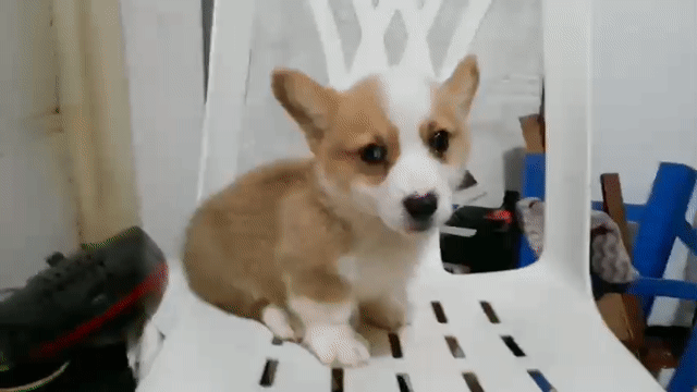 (S)CÚN CORGI ĐÁNG YÊU LẮM Ạ.. Mua bán Chó tại Quận Tân Bình Tp Hồ Chí Minh được đăng bởi Tùng Lâm corgi hình 1
