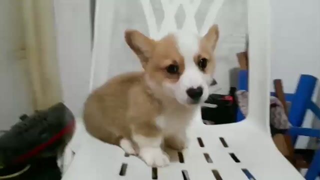 (S) A C ƠI! CÚN CORGI ĐÁNG YÊU LẮM Ạ.. Mua bán Chó tại Quận Tân Bình Tp Hồ Chí Minh được đăng bởi Tùng Lâm corgi hình 1