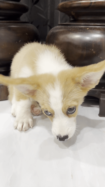 Chó Corgi đực 2.5 tháng Vàng trắng đã tiêm 2 mũi. Mua bán Chó tại Quận 1 Tp Hồ Chí Minh được đăng bởi Đoan Nghi hình 1