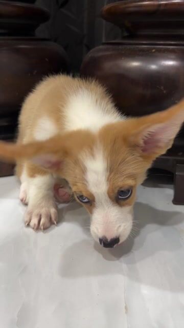 Chó Corgi đực 2.5 tháng Vàng trắng đã tiêm 2 mũi. Mua bán Chó tại Quận 1 Tp Hồ Chí Minh được đăng bởi Đoan Nghi hình 1