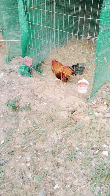 Gà đá 1.25kg Nâu đỏ. Mua bán Gà tại Thành phố Thủ Đức Tp Hồ Chí Minh được đăng bởi Thành hình 1