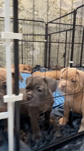 Chó American Bully xám cả hai. Mua bán Chó tại Quận Ngũ Hành Sơn Đà Nẵng được đăng bởi Karina hình 1