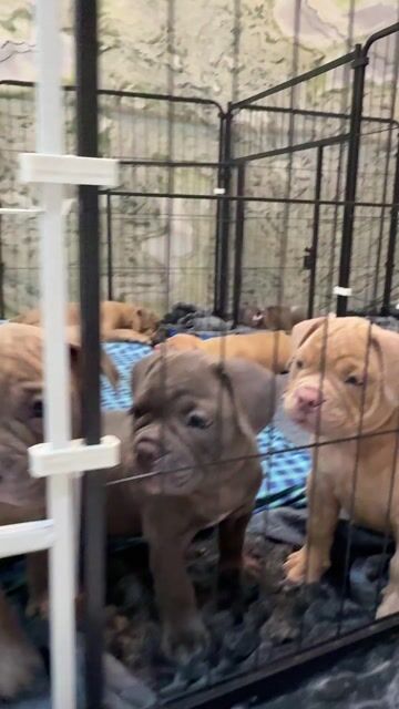 Chó American Bully xám cả hai. Mua bán Chó tại Quận Ngũ Hành Sơn Đà Nẵng được đăng bởi Karina hình 1