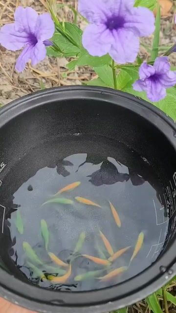 Sọc Ngựa Cánh Tiên. Mua bán Thú cưng khác tại Huyện Long Hồ Vĩnh Long được đăng bởi Phạm Thuỳ Giang hình 1