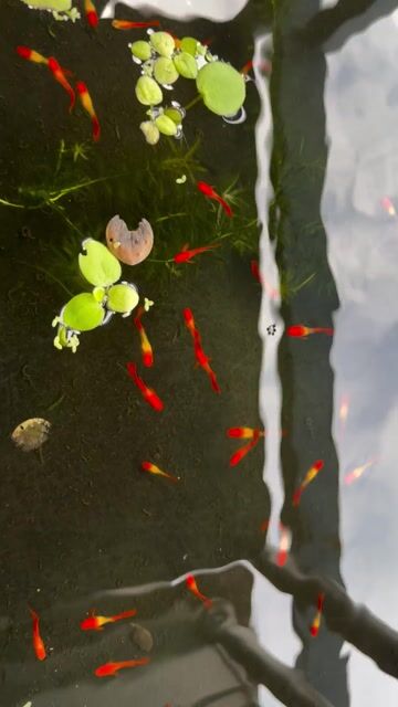 Cá Koi Đỏ koi red ear rb guppy. Mua bán Thú cưng khác tại Quận Hải Châu Đà Nẵng được đăng bởi Mai Phương hình 1