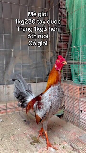 Gà Xám 1.23kg 6 tháng. Mua bán Gà tại Quận 12 Tp Hồ Chí Minh được đăng bởi Hoàng mã lại hình 1
