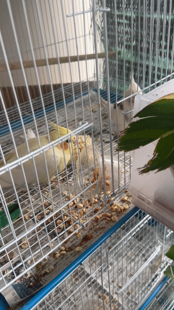 Vẹt Cockatiel Trắng Vàng Cặp Sinh Sản. Mua bán Chim tại Thành phố Thủ Đức Tp Hồ Chí Minh được đăng bởi Nhật Trường hình 1