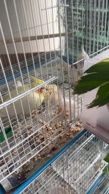 Vẹt Cockatiel Trắng Vàng Cặp Sinh Sản. Mua bán Chim tại Thành phố Thủ Đức Tp Hồ Chí Minh được đăng bởi Nhật Trường hình 1