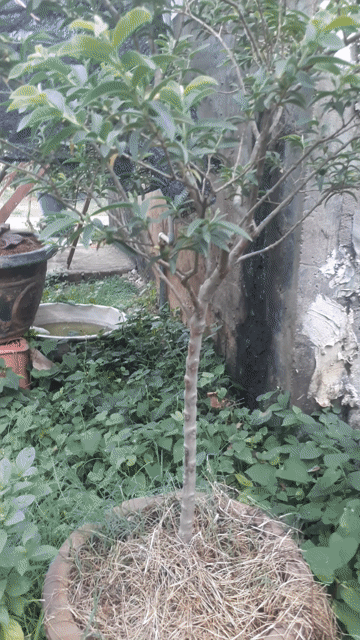 Cây cảnh Ổi tàu lá nhỏ Bonsai. Mua bán Cây cảnh, đồ trang trí tại Huyện Long Thành Đồng Nai được đăng bởi phương thế ngọc hình 1
