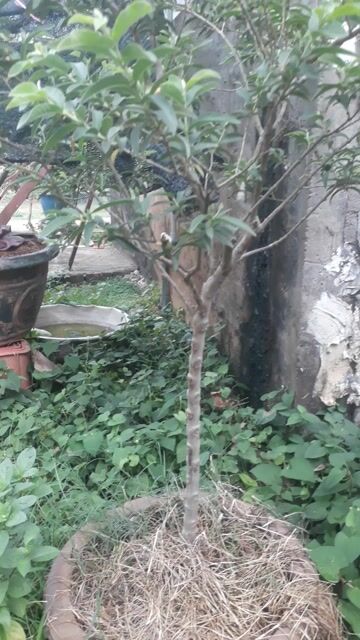 Cây cảnh Ổi tàu lá nhỏ Bonsai. Mua bán Cây cảnh, đồ trang trí tại Huyện Long Thành Đồng Nai được đăng bởi phương thế ngọc hình 1