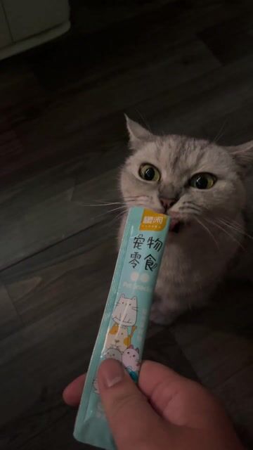 Mèo cái hơn 1 tuổi. Mua bán Mèo tại Thị xã Bến Cát Bình Dương được đăng bởi Hồng Phi hình 1