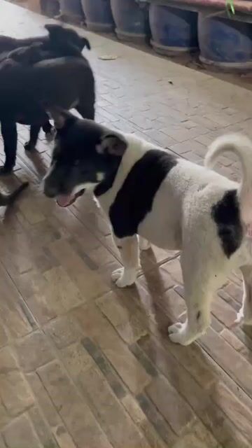 Chó huyền đề ( bát long) 3 tháng. Mua bán Chó tại Huyện Thanh Trì Hà Nội được đăng bởi A.dung hình 1