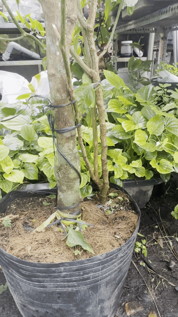 Ớt hiểm cây lớn khoẻ đẹp đang trái sum suê. Mua bán Cây cảnh, đồ trang trí tại Quận Gò Vấp Tp Hồ Chí Minh được đăng bởi Vườn Kiểng Nhà Nị Ny hình 1