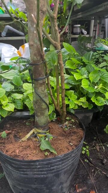 Ớt hiểm cây lớn khoẻ đẹp đang trái sum suê. Mua bán Cây cảnh, đồ trang trí tại Quận Gò Vấp Tp Hồ Chí Minh được đăng bởi Vườn Kiểng Nhà Nị Ny hình 1