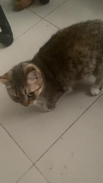 Mèo lai chân ngắn Vàng cam. Mua bán Mèo tại Quận Đống Đa Hà Nội được đăng bởi Nguyễn Quỳnh hình 1