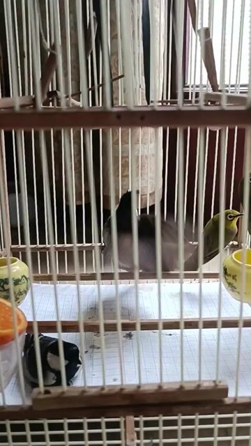 Lồng chim khuyên gỗ màu nâu. Mua bán Chim tại Huyện Gia Lâm Hà Nội được đăng bởi Nguyen quang Ngọc  hình 1