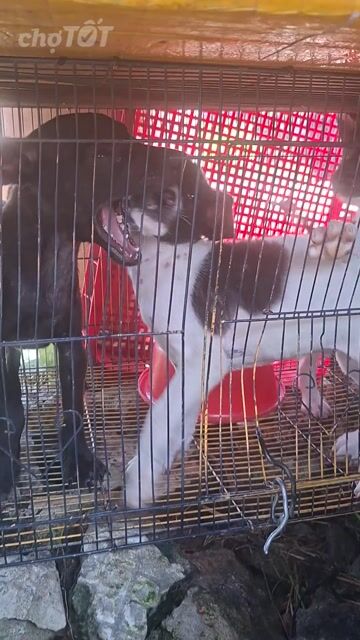 Chó Poodle màu Trắng, Nâu. Mua bán Chó tại Quận 12 Tp Hồ Chí Minh được đăng bởi Tít Nguyễn  hình 1
