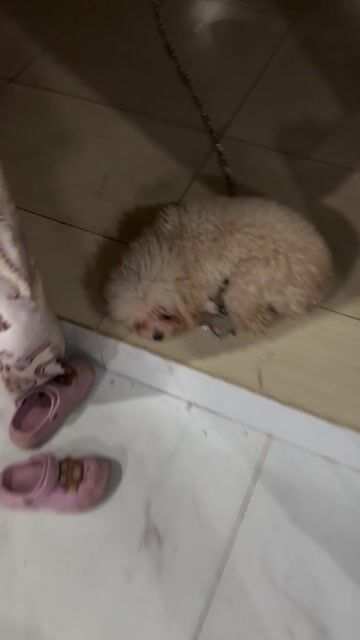 poodle 8 tháng 2kg5. tiêm ngừa đầy đủ. Mua bán Chó tại Huyện Long Thành Đồng Nai được đăng bởi nguyễn thu thanh hình 1