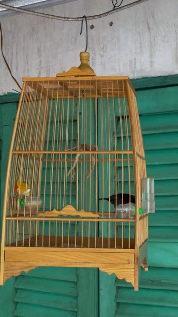 Chim Hút mật 7 màu nguyên bộ. Mua bán Chim tại Quận 3 Tp Hồ Chí Minh được đăng bởi kha hình 1