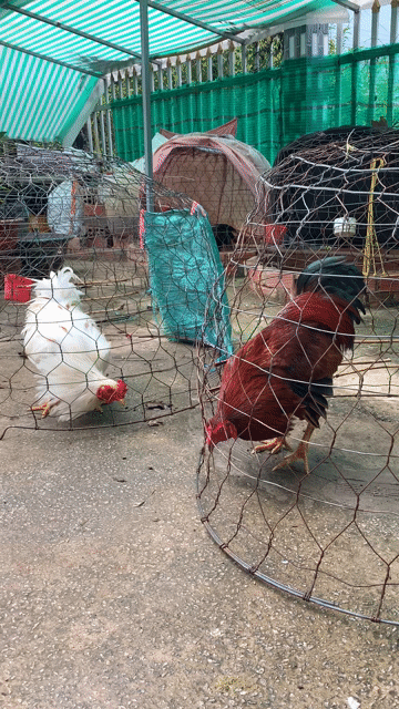 phèn 2k7 lai máu, màu mạnh. Mua bán Gà tại Huyện Châu Thành An Giang được đăng bởi Gà Đá-Minh Trí hình 1