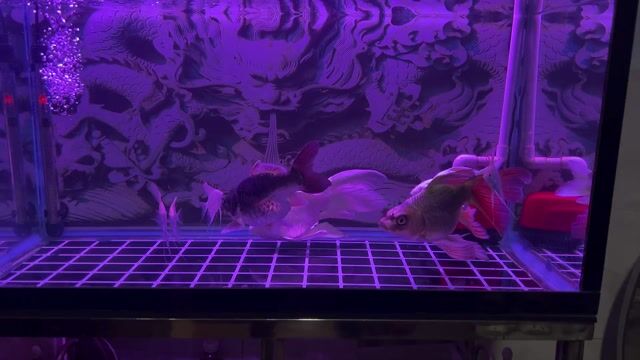 Cá chép sư tử 27-28 cm cả 2 con 1tr. Mua bán Thú cưng khác tại Thành phố Thủ Đức Tp Hồ Chí Minh được đăng bởi Nguyễn Thành Long hình 1