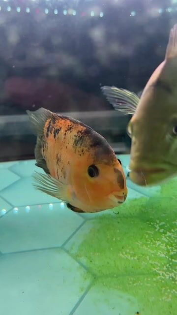 Cá Két Tiger Cái Cam đen Đang có bầu. Mua bán Thú cưng khác tại Quận Tân Bình Tp Hồ Chí Minh được đăng bởi Ng Bảo Phúc hình 1