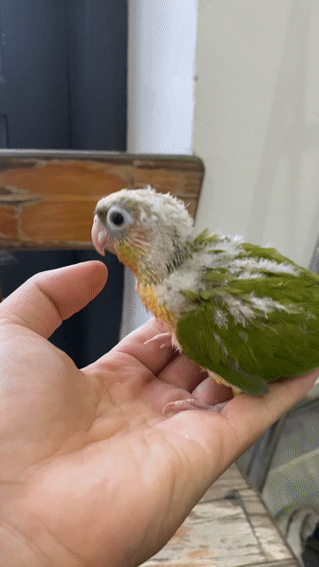 Greencheek Pineapple Non Quấn Chủ Thông Minh. Mua bán Chim tại Quận 12 Tp Hồ Chí Minh được đăng bởi Lê Trọng Tính hình 1