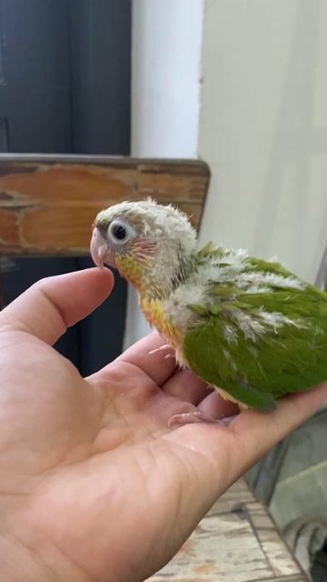 Greencheek Pineapple Non Quấn Chủ Thông Minh. Mua bán Chim tại Quận 12 Tp Hồ Chí Minh được đăng bởi Lê Trọng Tính hình 1