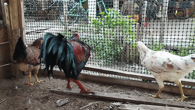 asiu Mỹ 4kg1 tay như con bò tơ rin chơi lễ. Mua bán Gà tại Huyện Châu Thành An Giang được đăng bởi Nhi Gà Đá hình 1
