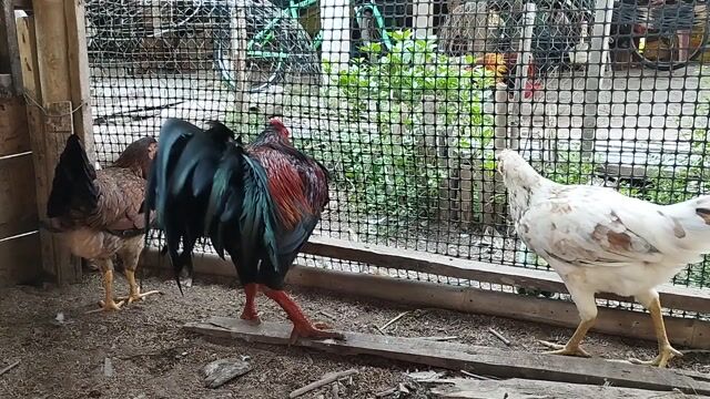 asiu Mỹ 4kg1 tay như con bò tơ rin chơi lễ. Mua bán Gà tại Huyện Châu Thành An Giang được đăng bởi Nhi Gà Đá hình 1