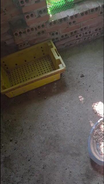 Chó Phốc hươu. Mua bán Chó tại Thành phố Thủ Đức Tp Hồ Chí Minh được đăng bởi Miu Miu hình 1