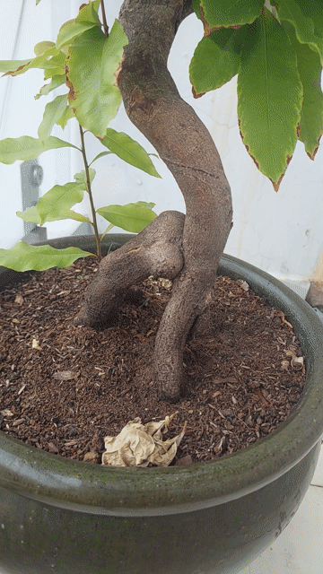 Mai vàng chậu Sứ xưa.. Mua bán Cây cảnh, đồ trang trí tại Quận Tân Bình Tp Hồ Chí Minh được đăng bởi Hoài Phong hình 1