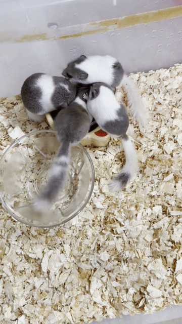 Chuột dormouse hiền dễ chăm sóc. Mua bán Thú cưng khác tại Quận Phú Nhuận Tp Hồ Chí Minh được đăng bởi Phát hình 1