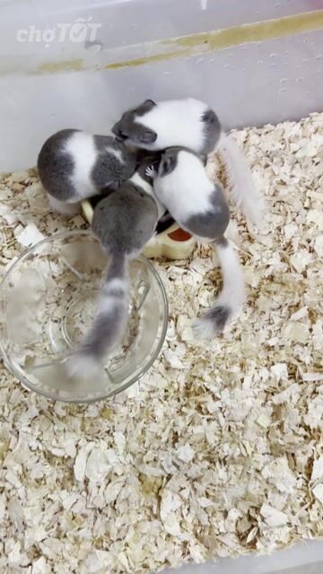 Chuột dormouse hiền dễ chăm sóc. Mua bán Thú cưng khác tại Quận Phú Nhuận Tp Hồ Chí Minh được đăng bởi Phát hình 1
