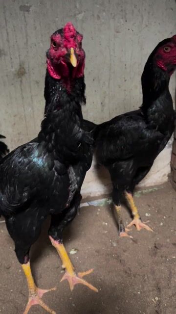 Gà trống màu Đen. Mua bán Gà tại Huyện Thanh Trì Hà Nội được đăng bởi Thuỷ hình 1