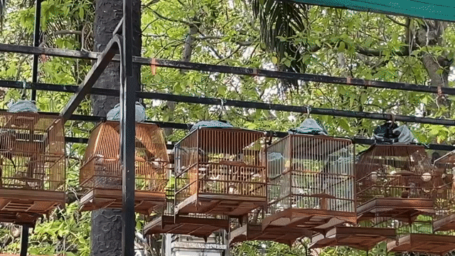 Chim 2 mùa,bao anh em test dàn,cọp beo thoải mái. Mua bán Chim tại Thành phố Thủ Đức Tp Hồ Chí Minh được đăng bởi Bình Tĩnh Sống hình 1