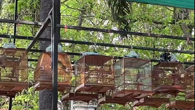 Chim 2 mùa,bao anh em test dàn,cọp beo thoải mái. Mua bán Chim tại Thành phố Thủ Đức Tp Hồ Chí Minh được đăng bởi Bình Tĩnh Sống hình 1