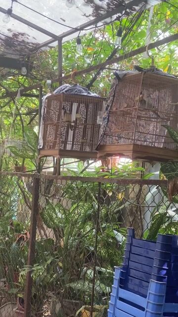 Chim chào mào 2.5 năm. Mua bán Chim tại Quận Hoàn Kiếm Hà Nội được đăng bởi Nguyễn huy hoàng  hình 1