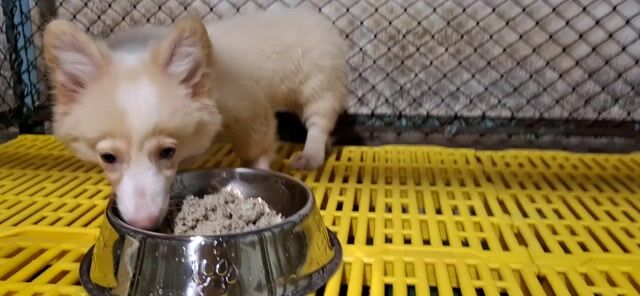 BÉ TRAI THUẦN CHỦNG SINH VÀ NUÔI DƯỠNG TẠI NHÀ