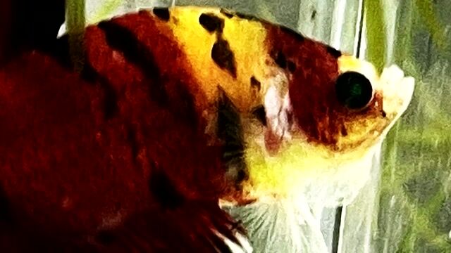 Koi neon nemo. Mua bán Thú cưng khác tại Quận Bình Thạnh Tp Hồ Chí Minh được đăng bởi Hiếu hình 1